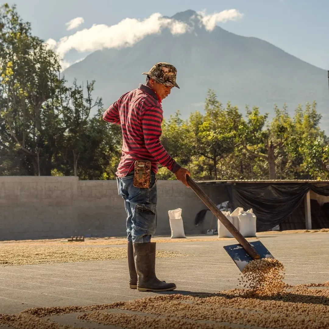 Guatemala Black Honey Finca Medina suseni na slunci